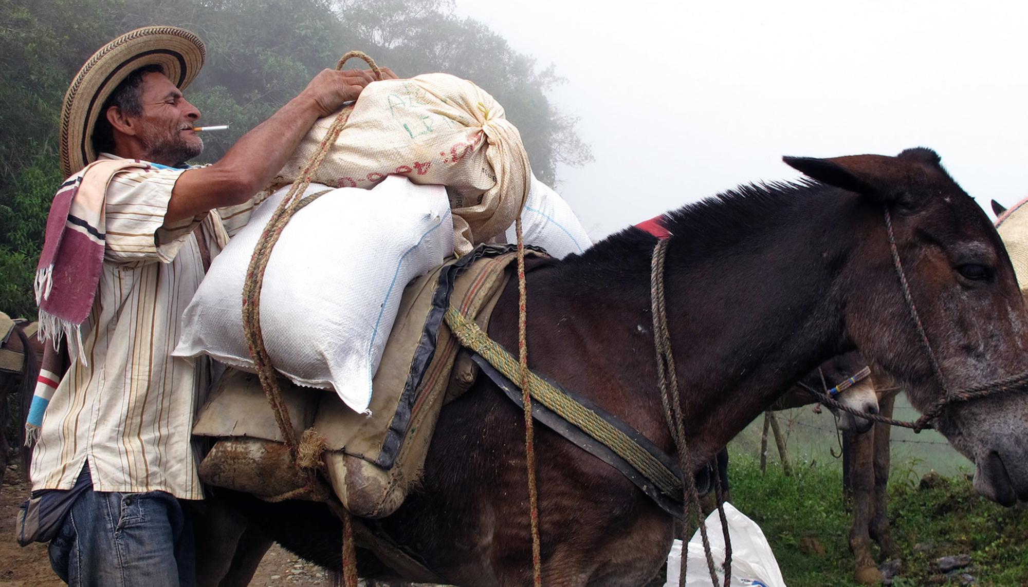 Campesino colombia